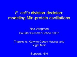 E colis division decision modeling Minprotein oscillations Ned