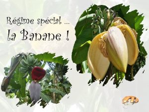 Rgime spcial la Banane la Banane est le