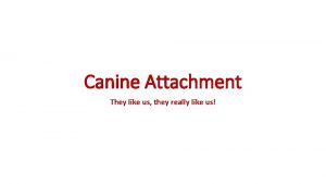 Canine Attachment They like us they really like