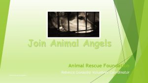 Join Animal Angels Animal Rescue Foundation Rebecca Gonzalez