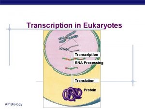 Transcription in Eukaryotes Transcription RNA Processing Translation Protein