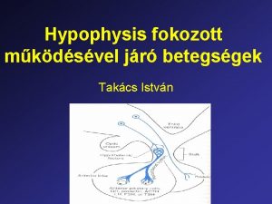 Hypophysis fokozott mkdsvel jr betegsgek Takcs Istvn Thyreotropin