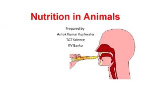 Nutrition in Animals Prepared by Ashok Kumar Kushwaha