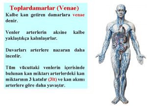 Toplardamarlar Venae Kalbe kan getiren damarlara venae denir