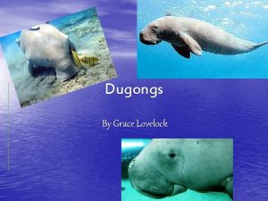 Dugongs By Grace Lovelock Information Dugongs are large