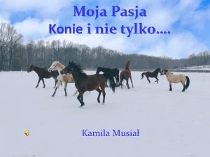 Moja Pasja Konie i nie tylko Kamila Musia