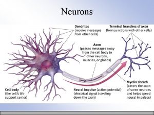 Neurons Action Potential Neurotransmitters Chemical messengers that relay