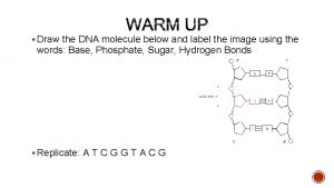 Draw the DNA molecule below and label the