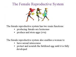 The Female Reproductive System The female reproductive system