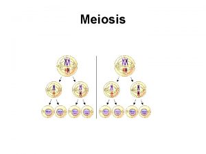 Meiosis Diploid to Haploid Crossing Over Synapsis Homologous