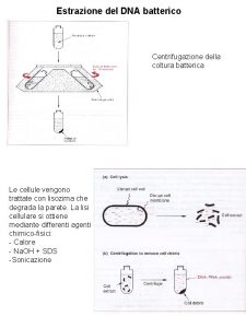 Estrazione del DNA batterico Centrifugazione della coltura batterica