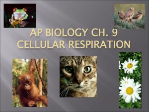 AP BIOLOGY CH 9 CELLULAR RESPIRATION The Flow