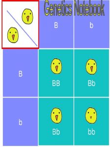 Why do Individuals of the same species vary