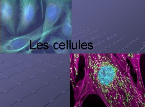 Les cellules Les types de cellules cellule animale