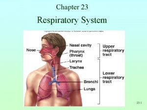 Chapter 23 Respiratory System 23 1 Respiration Ventilation