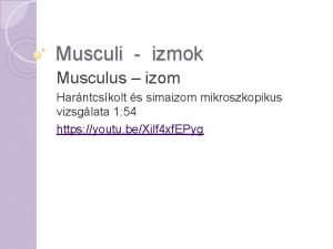 Musculi izmok Musculus izom Harntcskolt s simaizom mikroszkopikus