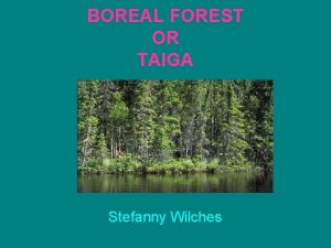 BOREAL FOREST OR TAIGA Stefanny Wilches Background of