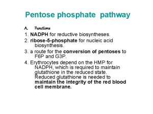 Pentose phosphate pathway A Functions 1 NADPH for