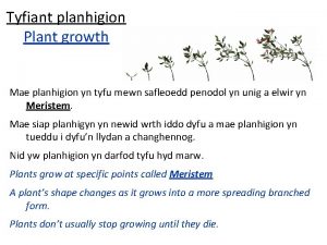 Tyfiant planhigion Plant growth Mae planhigion yn tyfu