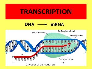 TRANSCRIPTION DNA m RNA Transcribe means to make