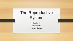 The Reproductive System Chapter 34 Ms Luaces Honors