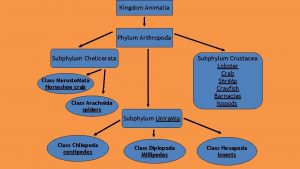 Kingdom Animalia Phylum Arthropoda Subphylum Crustacea Lobster Crab