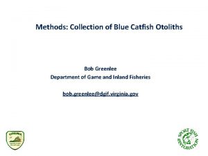 Methods Collection of Blue Catfish Otoliths Bob Greenlee