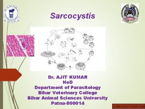 Sarcocystis Dr AJIT KUMAR Ho D Department of