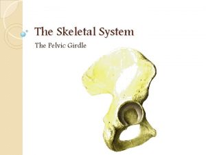 The Skeletal System The Pelvic Girdle The Pelvic