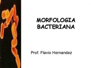 MORFOLOGIA BACTERIANA Prof Flavio Hernandez Clula Unidade estrutural