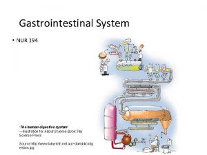 Gastrointestinal System NUR 194 The human digestive system