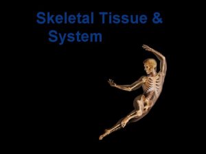 Skeletal Tissue System Bone osteo Divisions of Skeletal