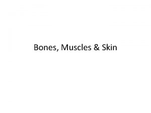 Bones Muscles Skin Functions of the Skeletal System