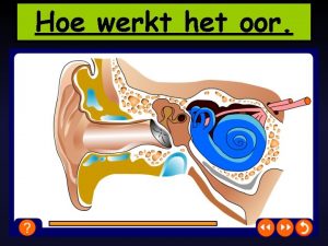 Hoe werkt het oor 28 12 2021 GELUID