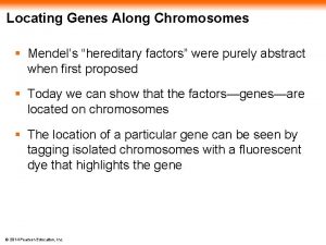 Locating Genes Along Chromosomes Mendels hereditary factors were