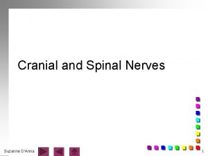 Cranial and Spinal Nerves Suzanne DAnna 1 Cranial