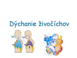 Dchanie ivochov o je dchanie vmena dchacch plynov