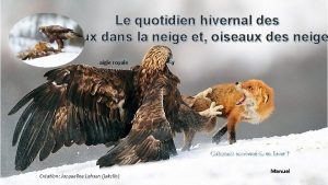 Le quotidien hivernal des Oiseaux dans la neige