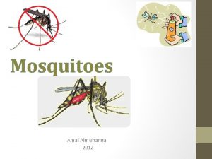 Mosquitoes Amal Almuhanna 2012 Mosquitoes are small insects
