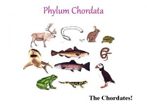 Phylum Chordata The Chordates All chordates have these