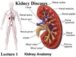 Kidney Diseases Lecture 1 Kidney A complex organ