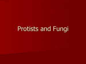 Protists and Fungi Kingdom Protista Plantlike animallike or