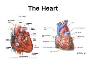 The Heart HEART Main organ that moves blood