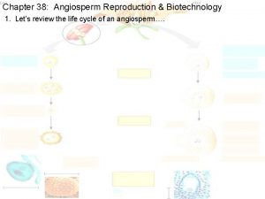 Chapter 38 Angiosperm Reproduction Biotechnology 1 Lets review
