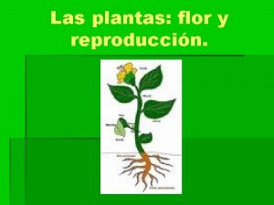 Las plantas flor y reproduccin Las plantas pertenecen