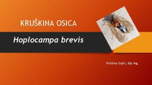 KRUKINA OSICA Hoplocampa brevis Kristina Gaji dip ing