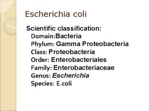 Escherichia coli Scientific classification Domain Bacteria Phylum Gamma