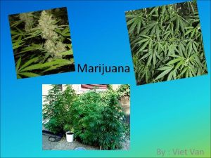 Marijuana By Viet Van Cannabis Marijuana Cannabis has