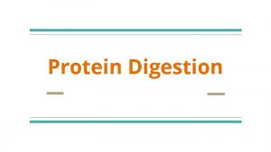 Protein Digestion Function of Proteins Proteins are class