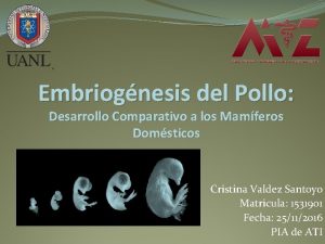 Embriognesis del Pollo Desarrollo Comparativo a los Mamferos